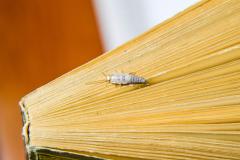 Bien qu’inoffensif, le poisson d’argent est un insecte envahissant. © Leonid Eremeychuk - Getty Images